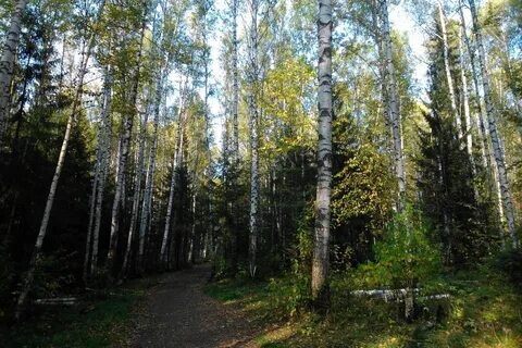 Включи лесной