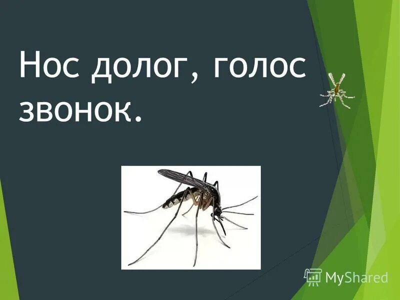 Нос долог голос тонок. Даля. Нос долог голос тонок. Загадка нос долог голос тонок. Загадка нос долог голос тонок.