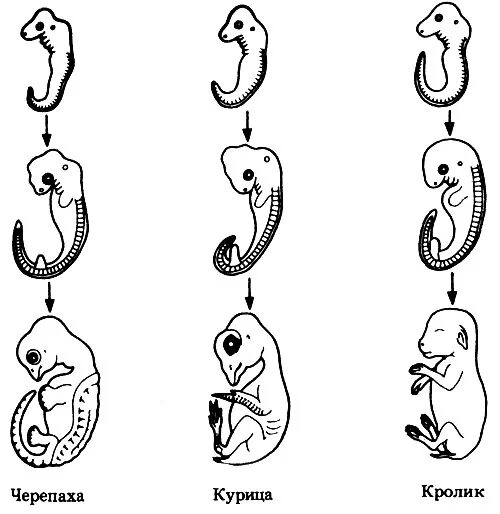 данные эмбриологии. эмбриология доказательства эволюции. данные эмбриологии. эмбриологические доказательства эволюции живого мира. эволюция эмбриологии.