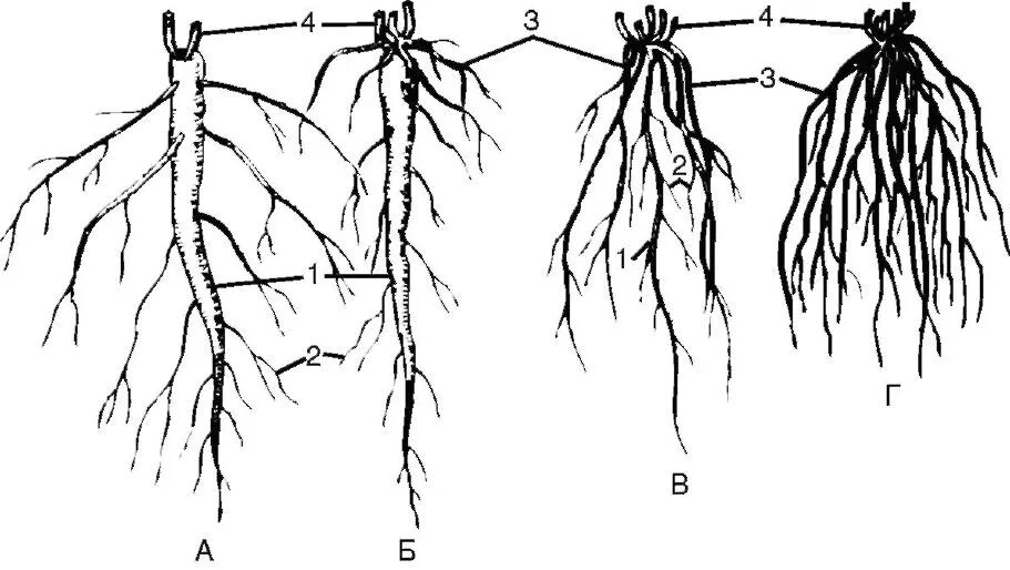 Непрерывно корень. Типы корневых систем стержневая мочковатая смешанная. Мочковатая система корня. Растение со смешанная корневая система. Корневая система стержневого типа.