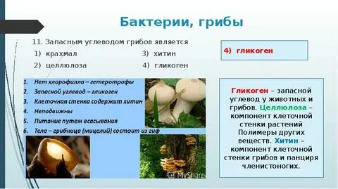 Целлюлоза в клетках гриба