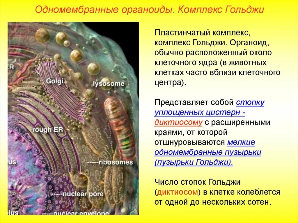 Комплекс Гольджи в секреторных клетках. Комплекс (аппарат) Гольджи (одномембранный органоид). Комплекс Гольджи органеллы и функции. Строение органоида комплекс Гольджи. Пластинчатый комплекс