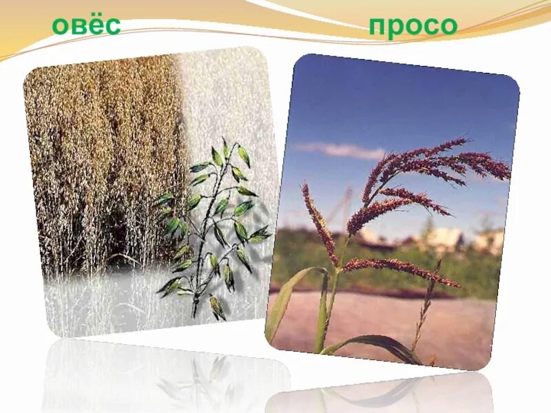 Животные поля 2 класс окружающий мир
