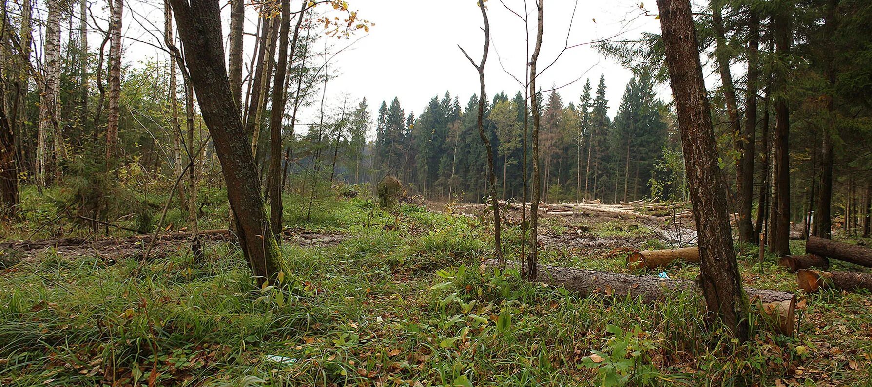 Пироговский лес. Лес Подмосковье. Водоохранный лес.