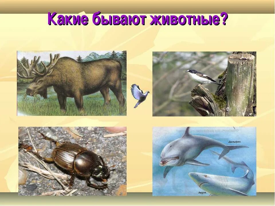 Тест какими бывают животные 2 класс. Какие бывают животные?. какикакие бывают животные. животные 2 класс окружающий мир. звери 2 класс окружающий мир.
