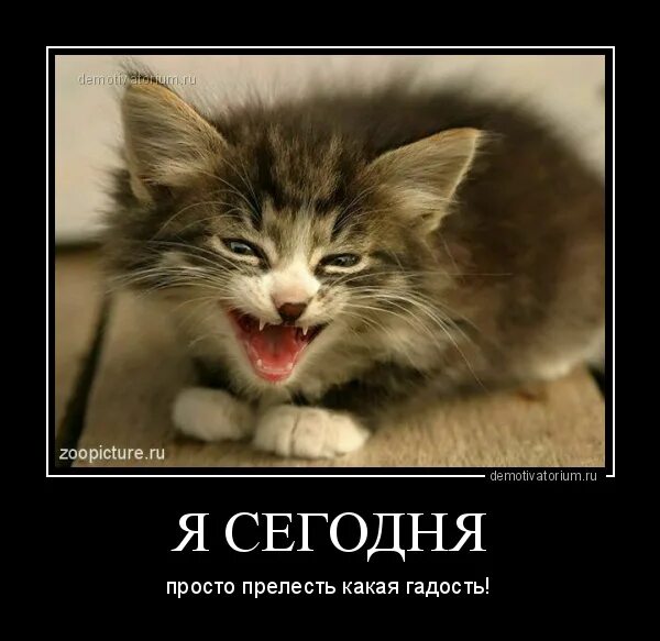 Прелесть какая гадость. Я сегодня прелесть. просто прелесть какая гадость. я сегодня прелесть какая гадость.