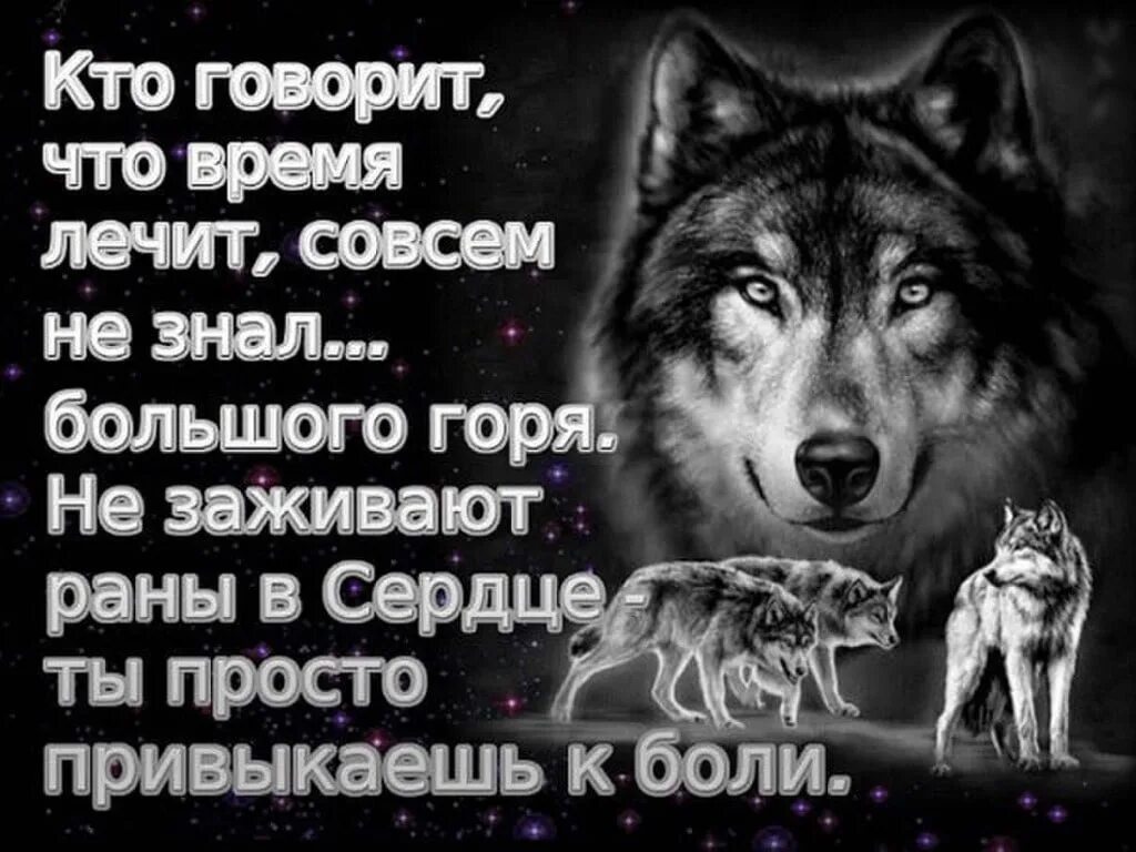 А кто сказал что время лечит песня. Статусы с волками. Волк одиночка статусы. Статусы про Волков со смыслом. Душа волка.