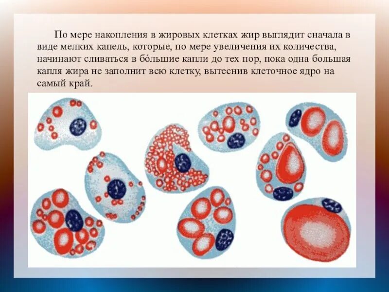 Липоциты. Накопление жира в клетках. Образование жировых клеток.