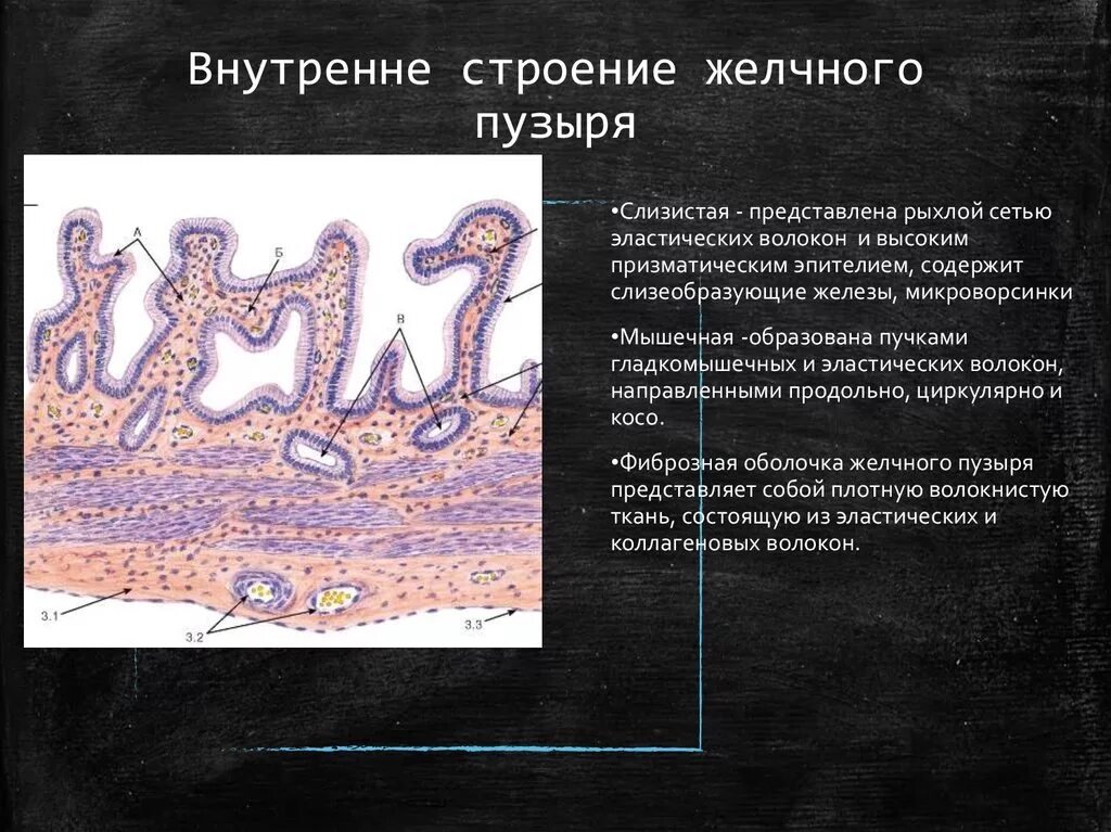 Слизистая оболочка желчного пузыря. Гистологическое строение желчного пузыря. Гистологическое строение стенки желчного пузыря. Желчный пузырь гистология.