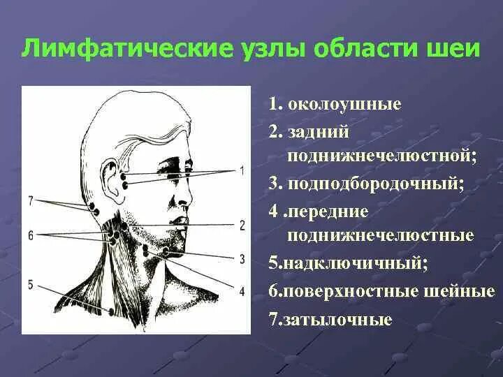 Нижнечелюстной лимфоузел. Переднешейные лимфоузлы расположение. Лимфатические узлы (Поднижнечелюстны. Передние поверхностные шейные лимфатические узлы. Околоушные лимфатические узлы.