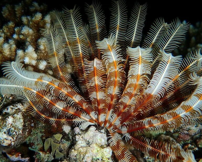 Иглокожие морская лилия. Иглокожие морская лилия. Иглокожие морская лилия. Покажи морскую лилию. Морская лилия бесстебельчатая.