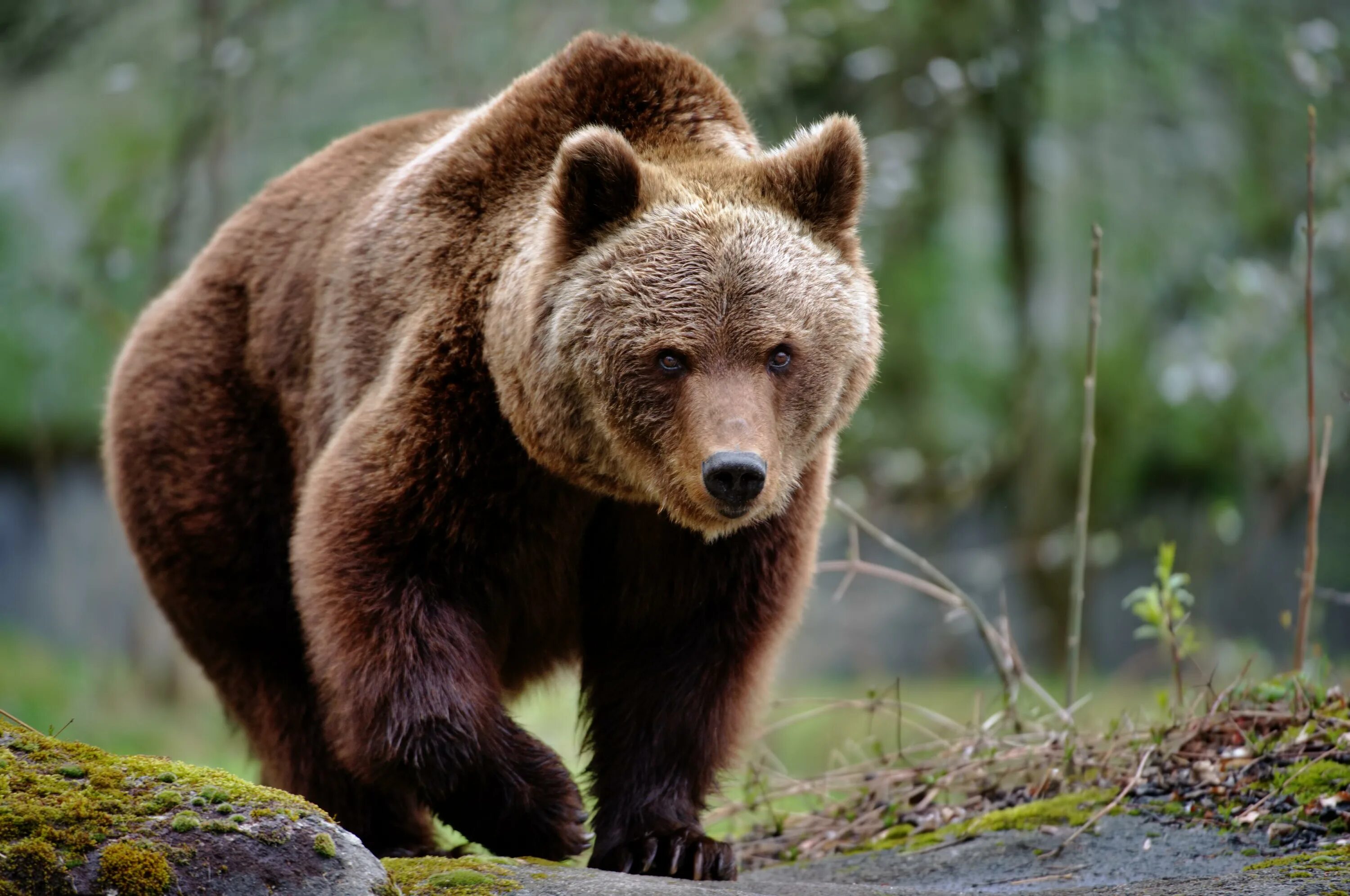 Гризли североамериканский бурый медведь. Бурый медведь Гризли в Северной Америке. Северная Америка медведь Гризли. Медведь грызли американский.