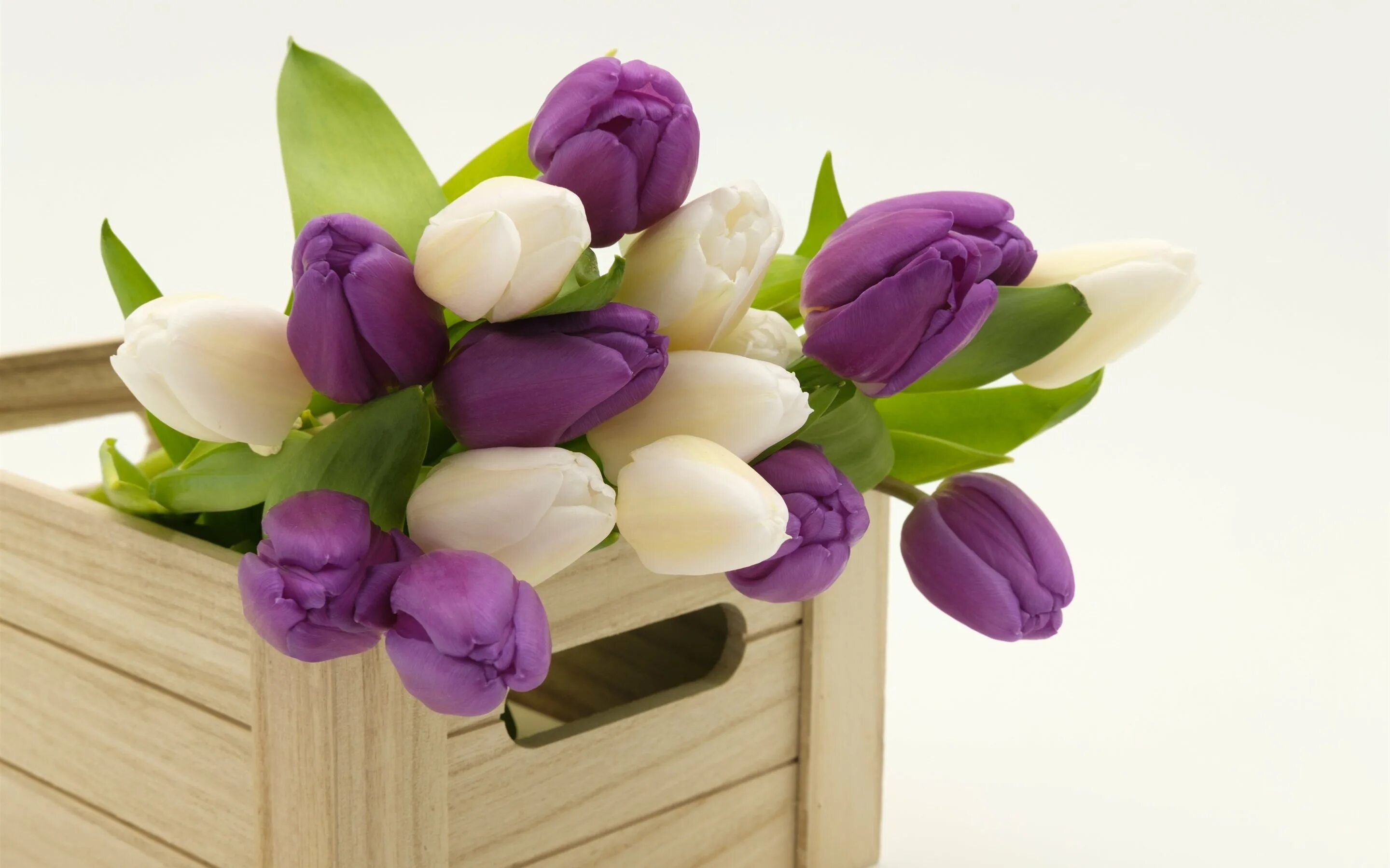 С днем рождения женщине красивые тюльпаны поздравления. Тюльпан фиолетовый. Весенний букет. Букет тюльпанов. Весенний букет тюльпанов.