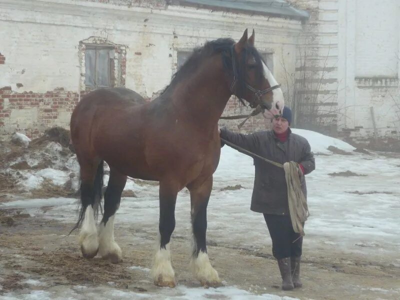 Адреса коне. Гаврилов Посад.конезавод.Владимирский тяжеловоз. Конный завод Гаврилово-Посадский. Гаврилов Посад Ивановская область конный завод. Гаврилов Посад конезавод экскурсии.