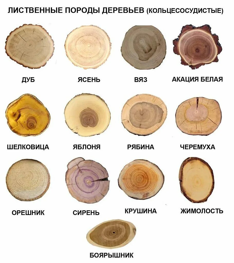 Спилы разных деревьев. Годовые кольца дерева. Годовые кольца дерева. Определить дерево спилу. Определить возраст дерева по спилу.