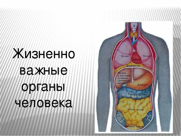 Органы человека расположение с надписями. Внутренние органы человека. Жизненговажнын органы. Жизненные важные органы человека. Строение органов человека.