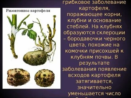 Систематика картошка