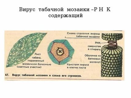 Ивановский листья табака