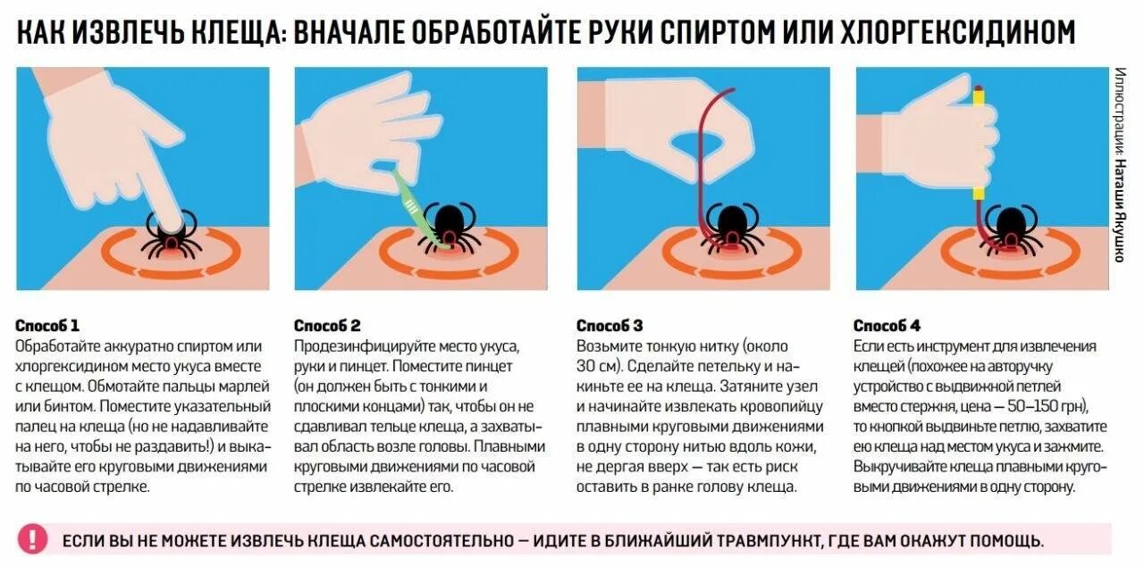 Как правильно вытащить клеща у человека