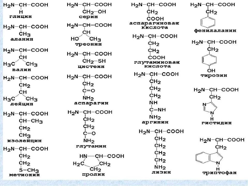 Таблица 20 аминокислот химия. Аминокислоты таблица формулы 20 биохимия. Формулы 20 аминокислот биохимия. Структурные формулы 20 аминокислот.