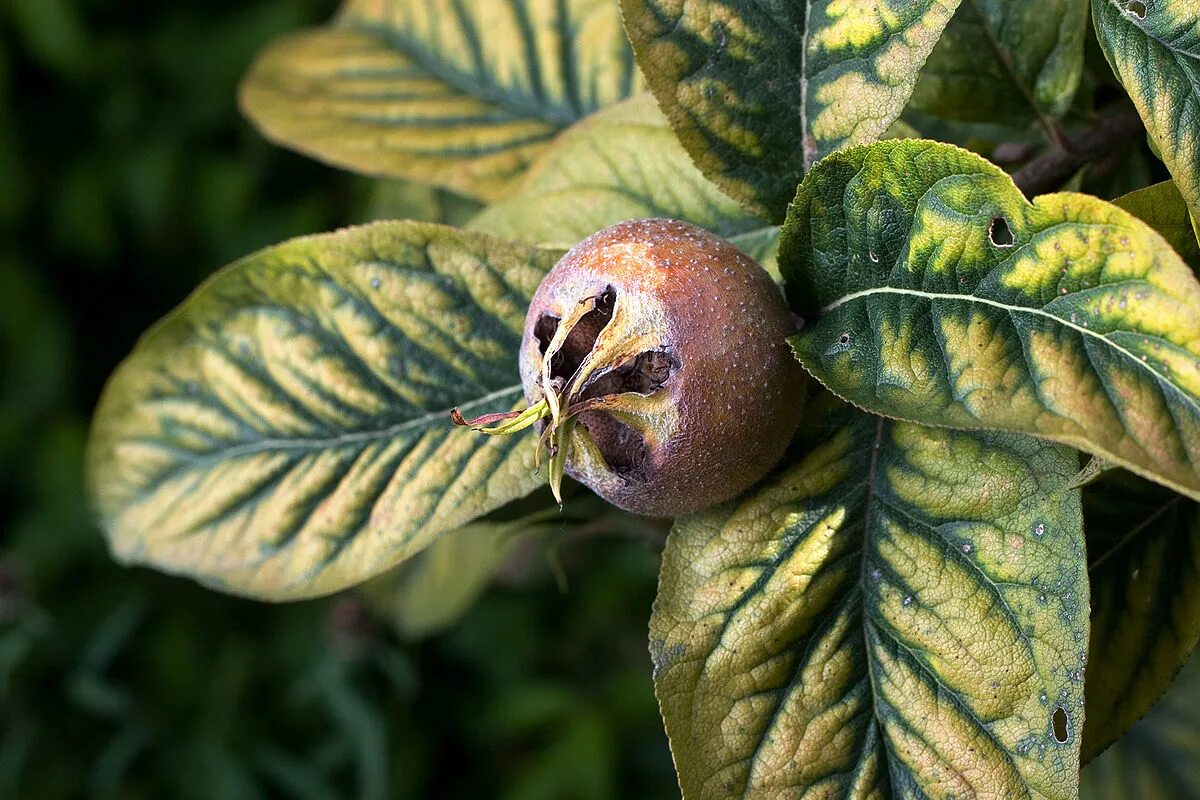 Мушмула. Мушмула росток. Щитовка на мушмуле. Парша на мушмуле. Авокадо мушмула.