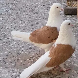 Кафтар