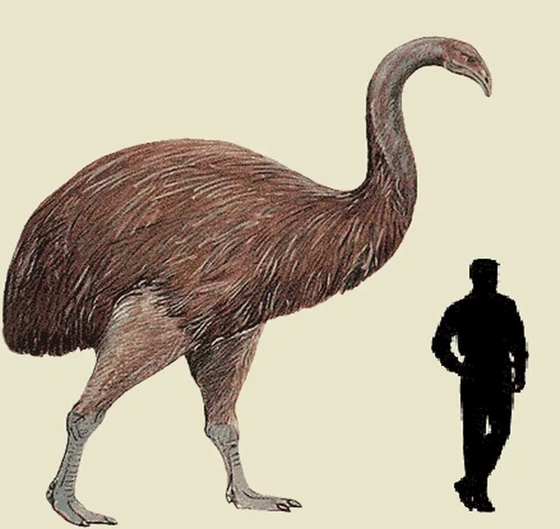 На рисунке изображена реконструкция фороракоса крупной. МОА вымершая птица. Фороракос Эпиорнис. Эпиорнис мадагаскарский. Гигантская птица МОА.