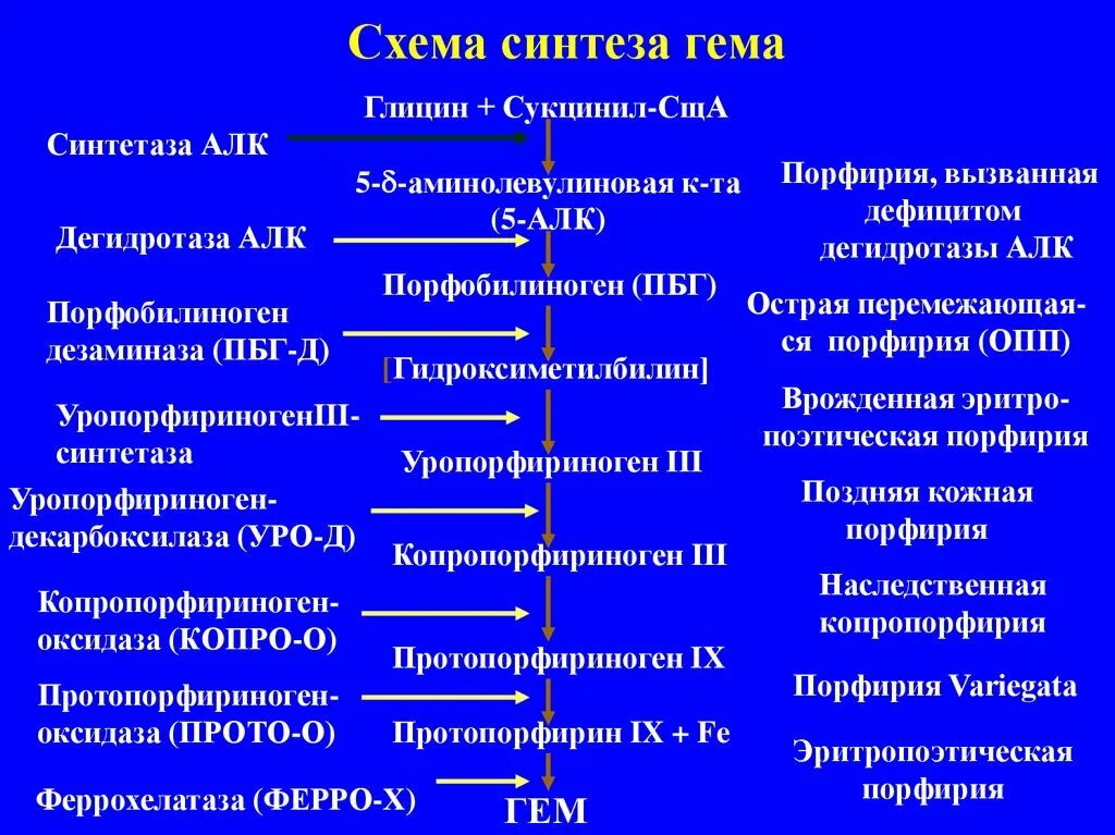 Синтез гему. Синтез гема схема. синтез гема порфирии. нарушения синтеза гема-порфирии. синтез гема из порфобилиногена.