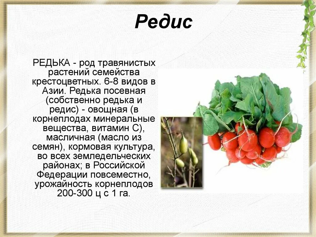 Семейство крестоцветные редис род семейство. Описание редис семейство крестоцветные. Редька Дикая род вид семейство крестоцветные. Овощи какое семейство