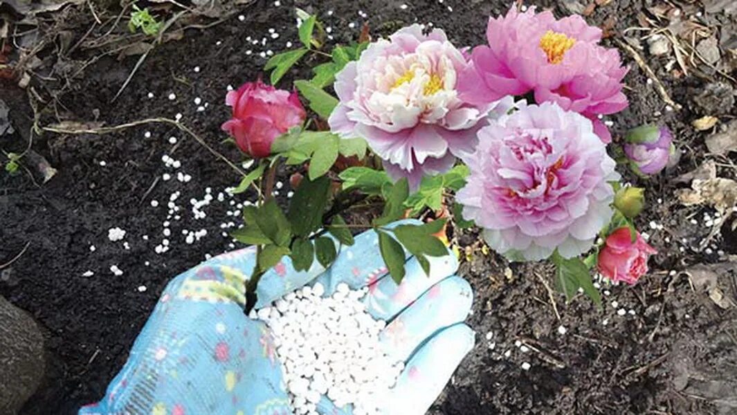 Подкормка пионов после зимы. Пион гарден треже. пион garden lace (гарден лейс). подкормка пиона. пион травянистый подкормка весной.