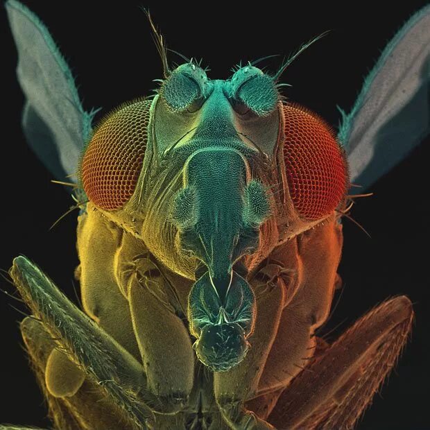 Fly Proboscis, Sem by Susumu Nishinaga Macro photography insects, Microscopic ph