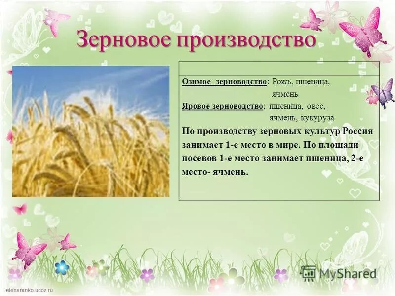 Главные зерновые культуры сша. Основные зерновые культуры таблица. Самая распространенная зерновая культура в россии. Какую площадь занимает пшеница. Половина поля засеяна овсом а другая пшеницей и рожью.