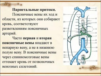 Нижняя полая