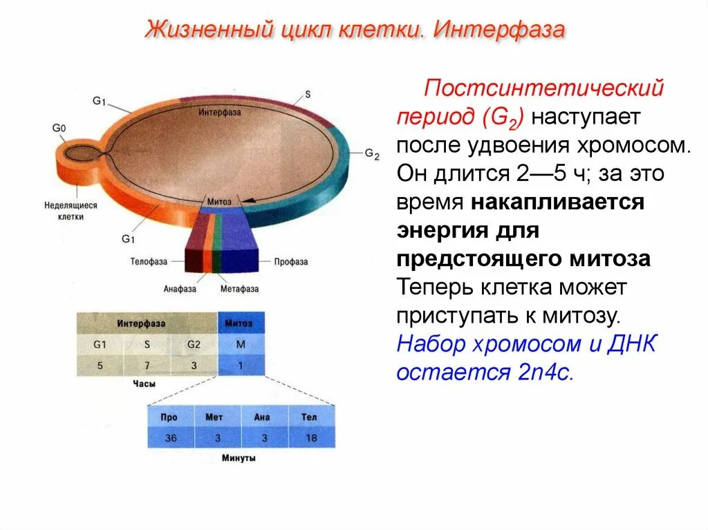 Интерфаза в жизненном цикле клетки. Постсинтетический период клетки. постсинтетический период жизненного цикла клетки. клеточный цикл клетки интерфаза. жизненный цикл клетки интерфаза.