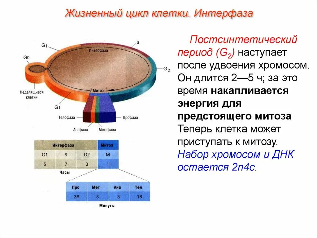 Жизненный цикл клетки состоит из интерфазы. 2 Жизненный цикл клетки: интерфаза. Постсинтетический период жизненного цикла клетки. Жизненный цикл клетки интерфаза. Клеточный цикл клетки интерфаза.