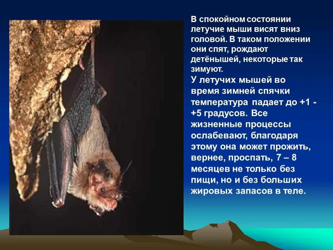 Мыши информация. Летучая мышь. летучая мышь описание. информация о летучих мышах. летучая мышь для презентации.
