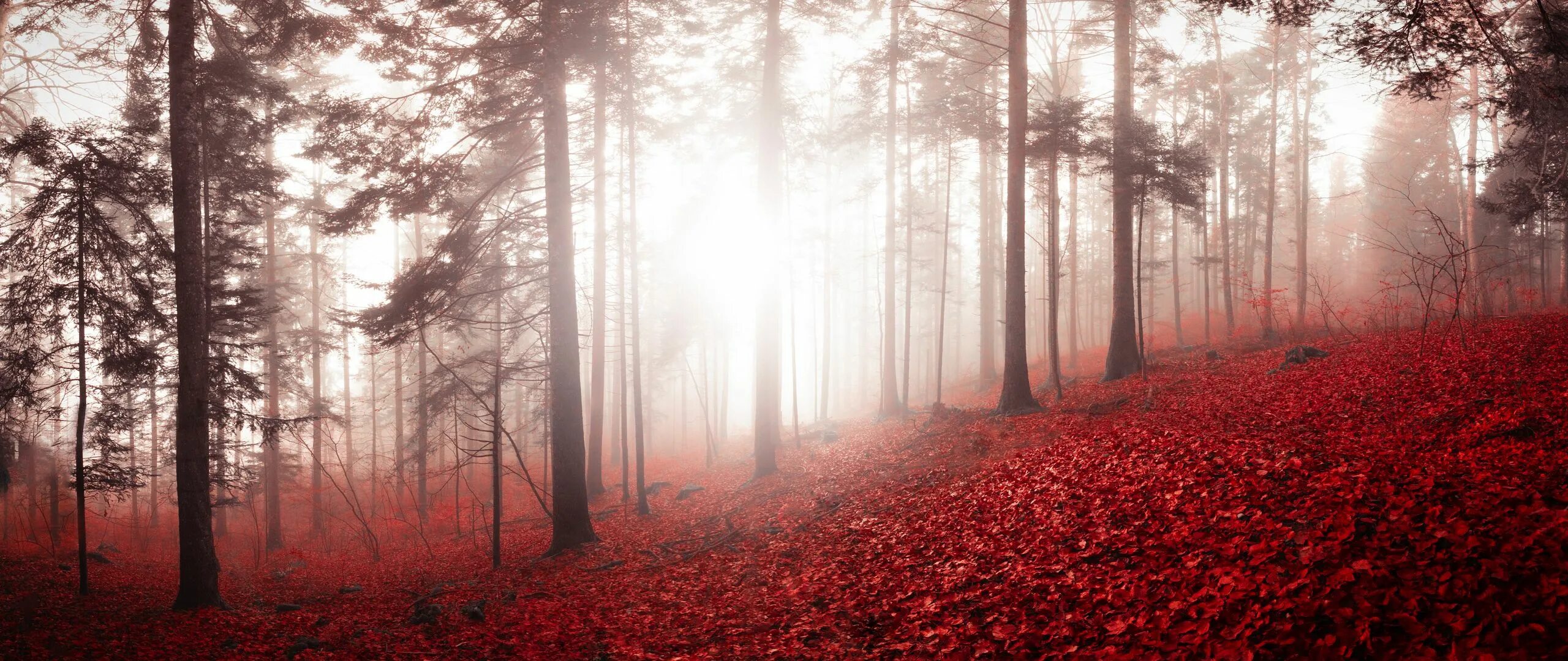 Красный лес участок. Кровавый лес. Красный лес в тумане. Кровавый лес в тумане. Лес фон.