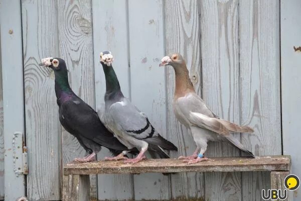 Голубь карьер. Горный голубь. Бойцовский голубь. Карьера голубей. Карьера голубей.