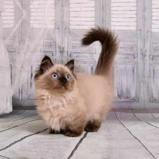Котик манчкин