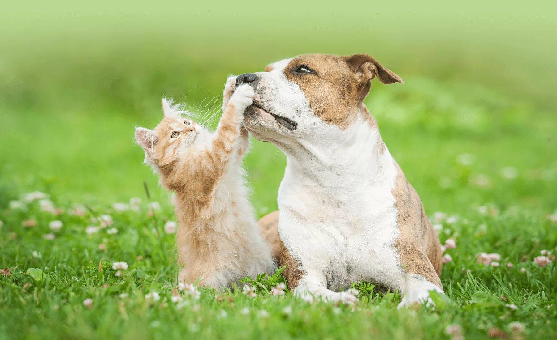 Photo pet. Кошки и собаки. Счастливые животные. Кошка и собака на природе. Счастливые кот и собака.