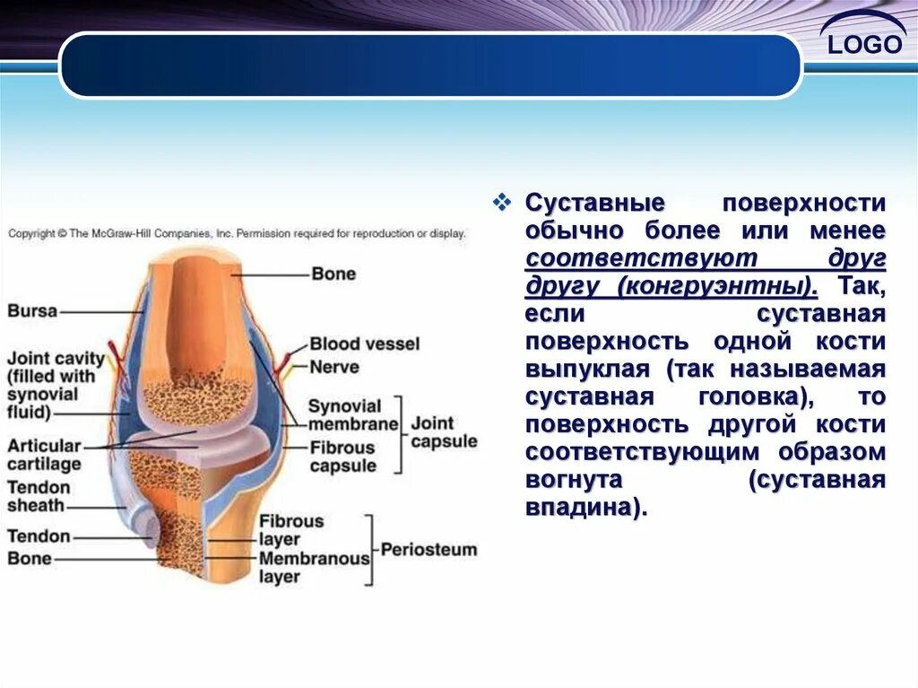 Чем покрыты суставные поверхности костей. Строение сустава. Строение суставных поверхностей. Суставная поверхность кости. Суставная головка.