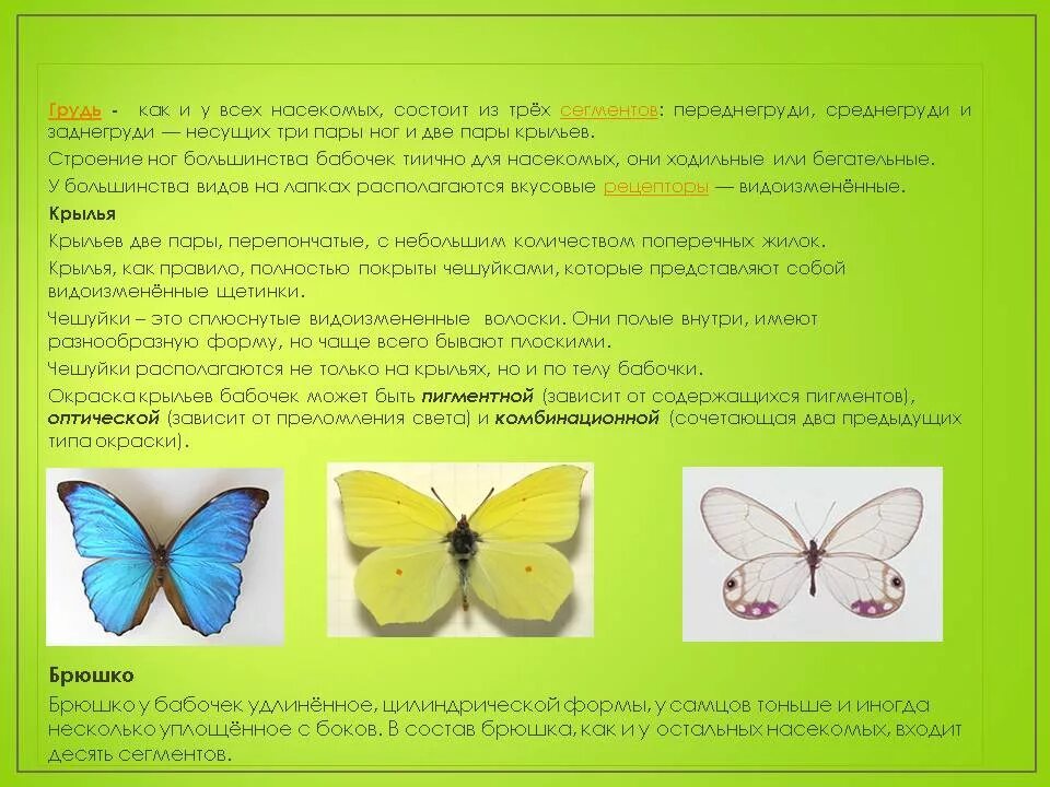 Оборудования для исследования строения крыла бабочки. Строение крыльев бабочки. Строение крыла бабочки. Строение тела бабочки. Насекомые строение тела бабочка.