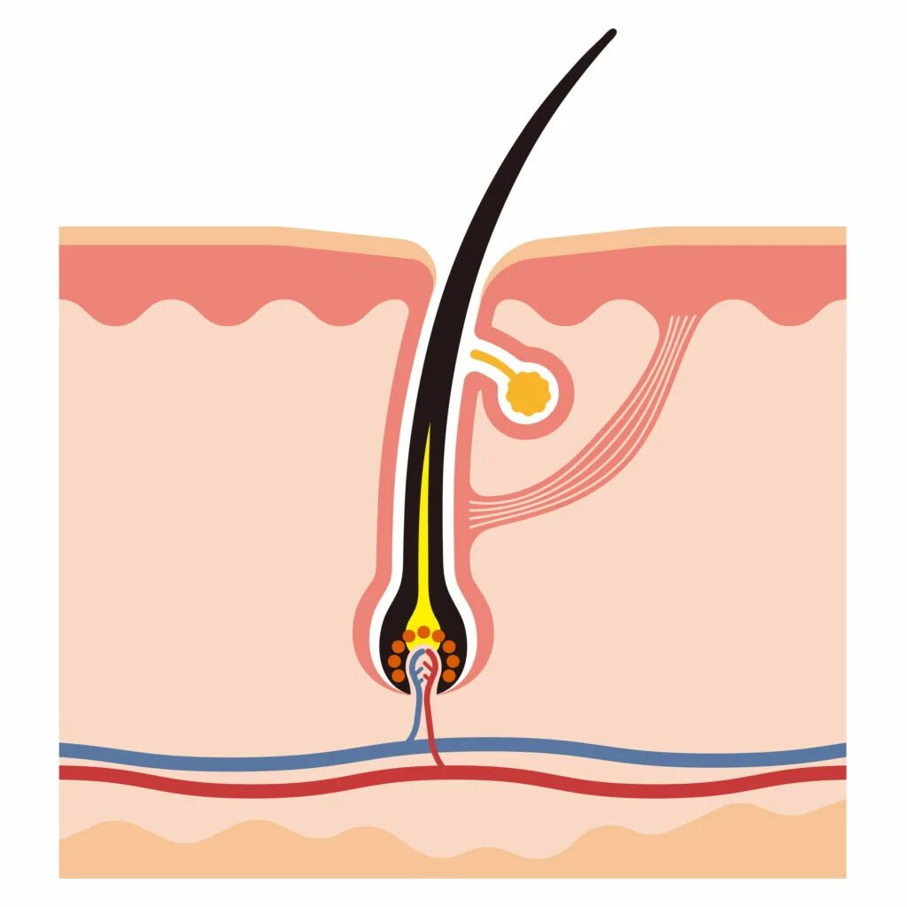Корень луковица волоса. Волосяная луковица. Строение волоса. Луковица волоса вектор. Волосяная луковица вектор.