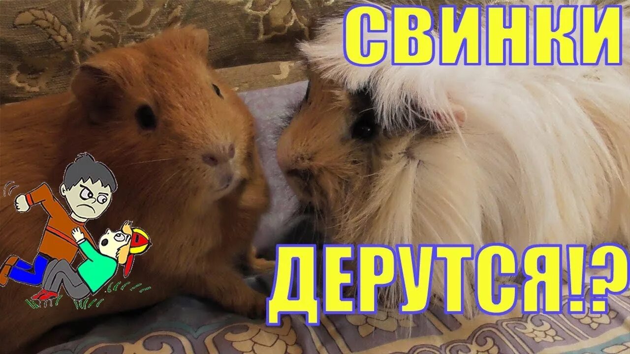 Свинка стучит зубами. Морские свинки дерутся. Драка морских свинок. Морские свинки подрались. Звуки морских свинок.