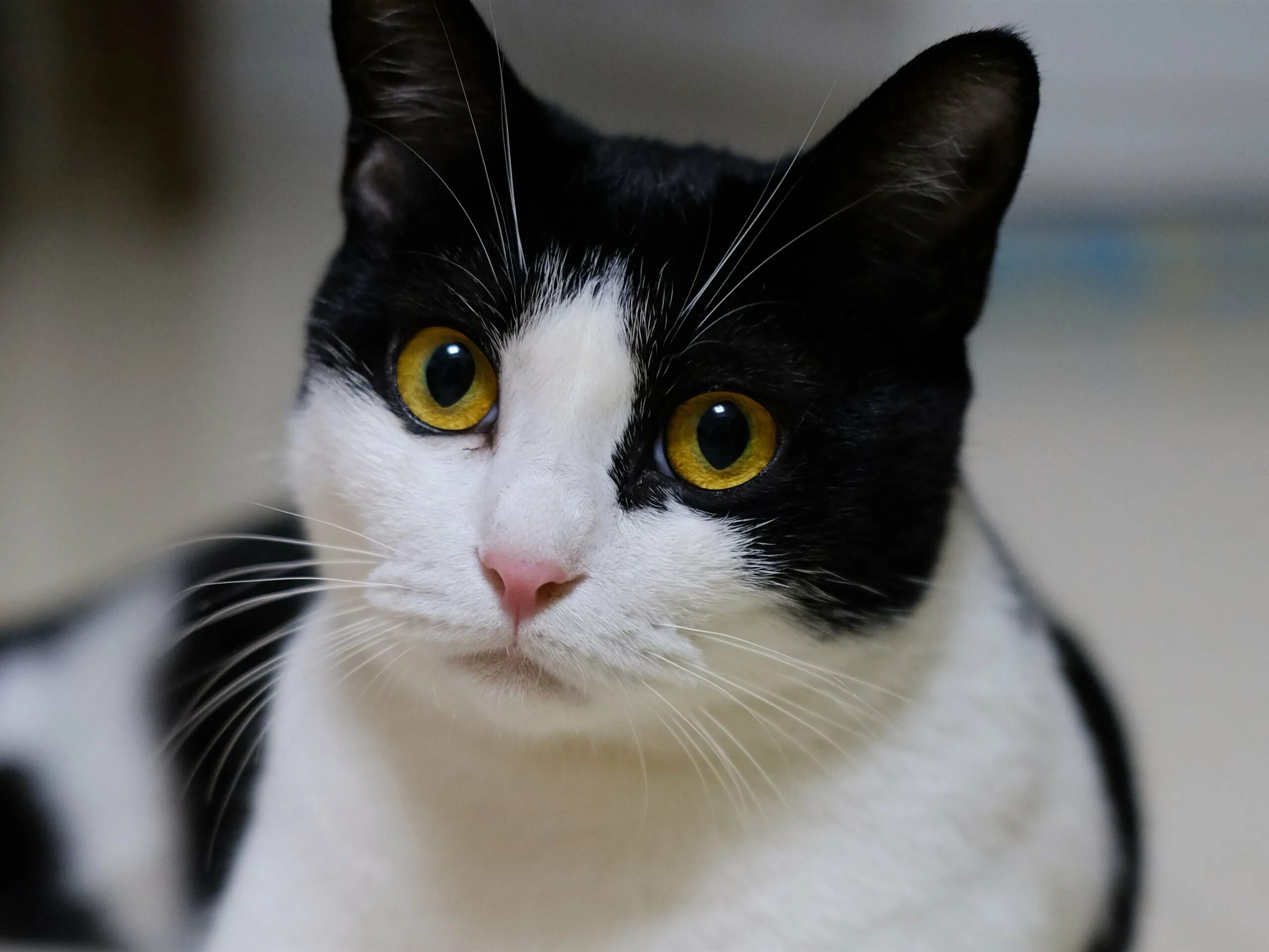 Европейская короткошерстная кошка белая. Европейская короткошерстная кошка чёрно белая. Черно белая кошка. Кошка черная с белым. Порода кошек с черными глазами