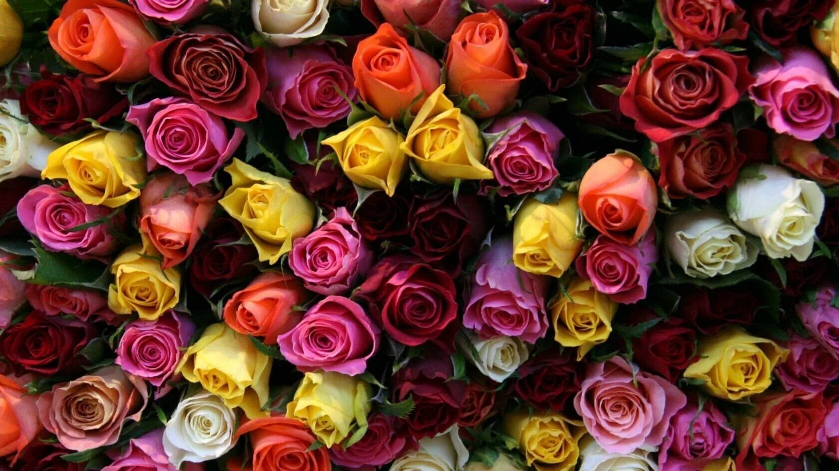 Роза микс колор. Красивые цветы. Красивые розы. Яркие розы.