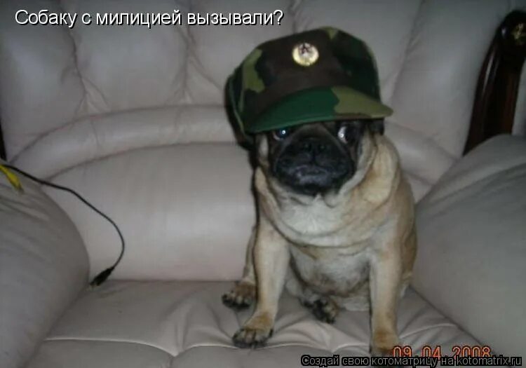 мопсик военнослужащий. шпак иван васильевич. боевой мопс. собака с милицией обещала прийти. собака с милицией обещала.