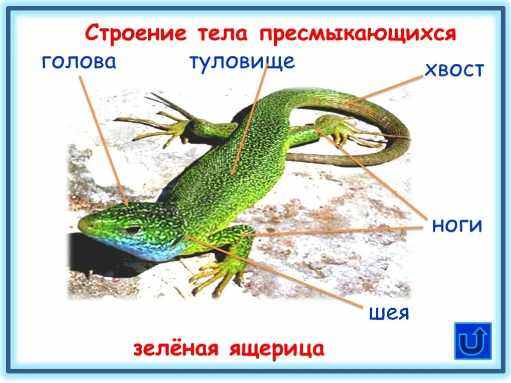 Ящерица прилагательное. Отделы тела рептилий. Пресмыкающиеся 2 класс строение. Строение ящерицы. Внешнее строение рептилий.