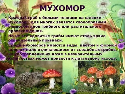 Растения грибы животные окружающий мир