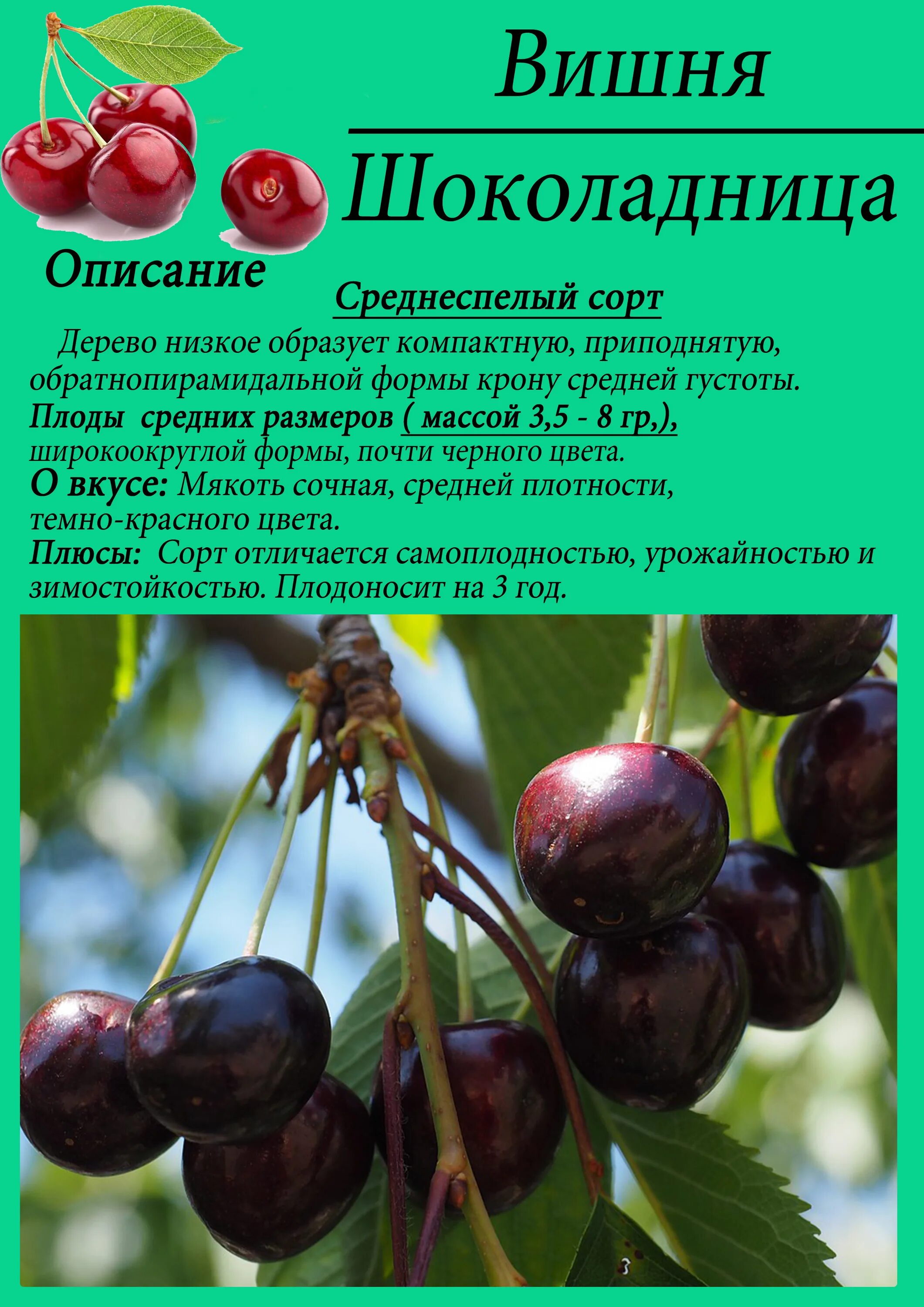 Вишня призвание описание сорта опылители. Вишня Шоколадница кустовая. Черешня сорт Шоколадница. Вишня тамарис. Вишня сорт Шоколадница дерево.